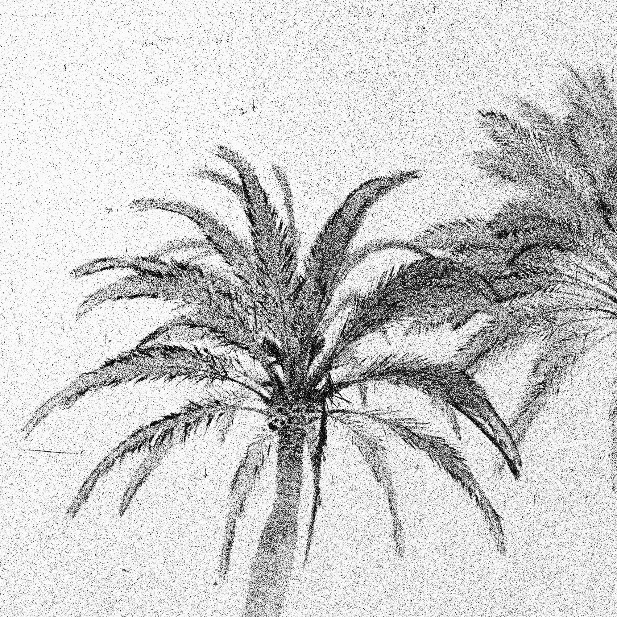 Abend Palmen, Sommerausstellungen, Barcelona – Schwarz-Weiß-Foto, Palmenbäume – Photograph von Osheen Harruthoonyan