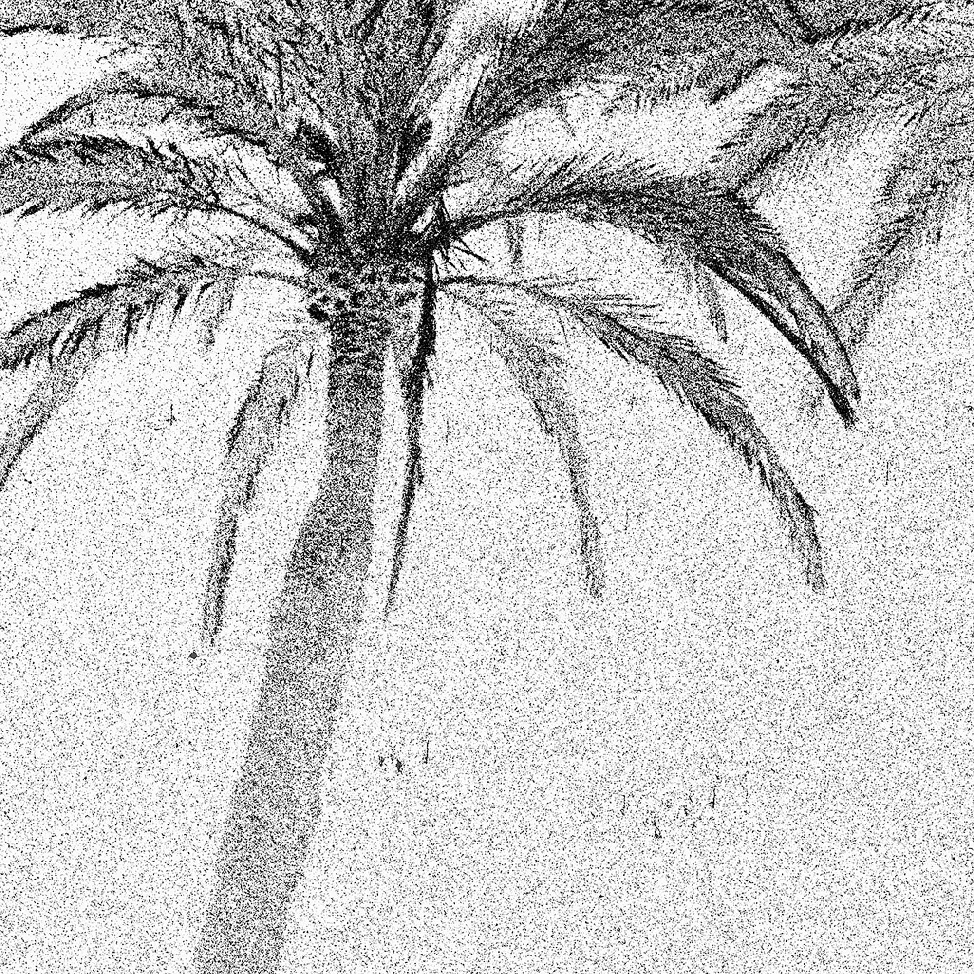 Abend Palmen, Sommerausstellungen, Barcelona – Schwarz-Weiß-Foto, Palmenbäume (Grau), Black and White Photograph, von Osheen Harruthoonyan
