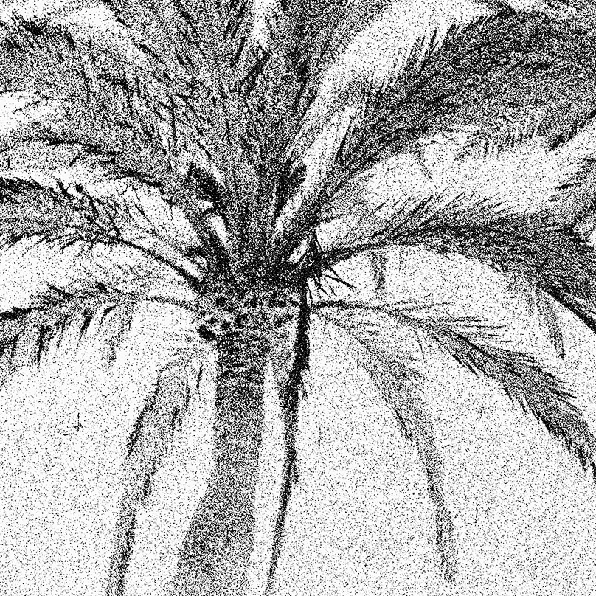 Abend Palmen, Sommerausstellungen, Barcelona – Schwarz-Weiß-Foto, Palmenbäume im Angebot 1