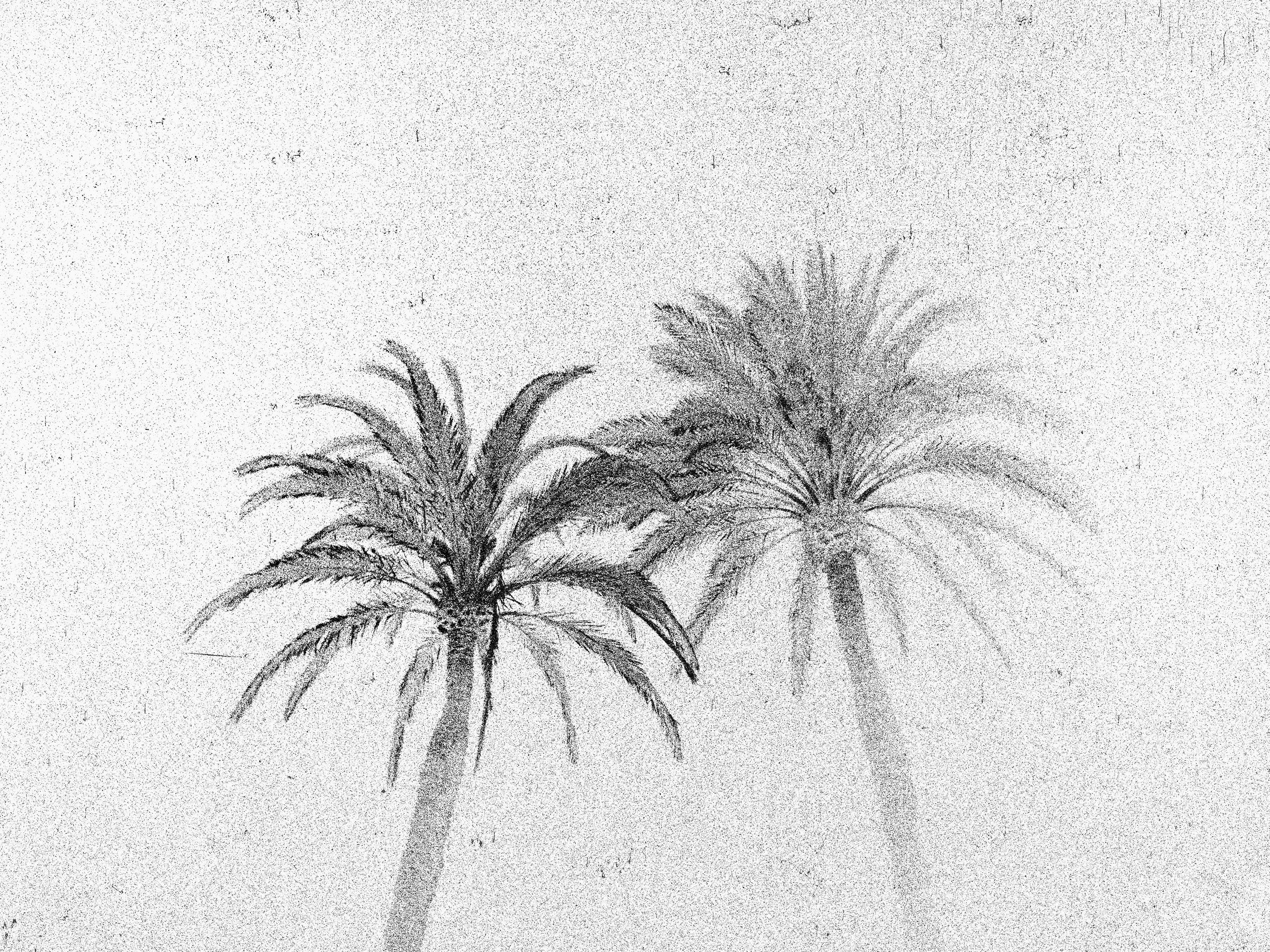 Osheen Harruthoonyan Black and White Photograph – Abend Palmen, Sommerausstellungen, Barcelona – Schwarz-Weiß-Foto, Palmenbäume