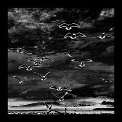 Flock of birds,black and white, Vancouver wildlife nature landscape photograph