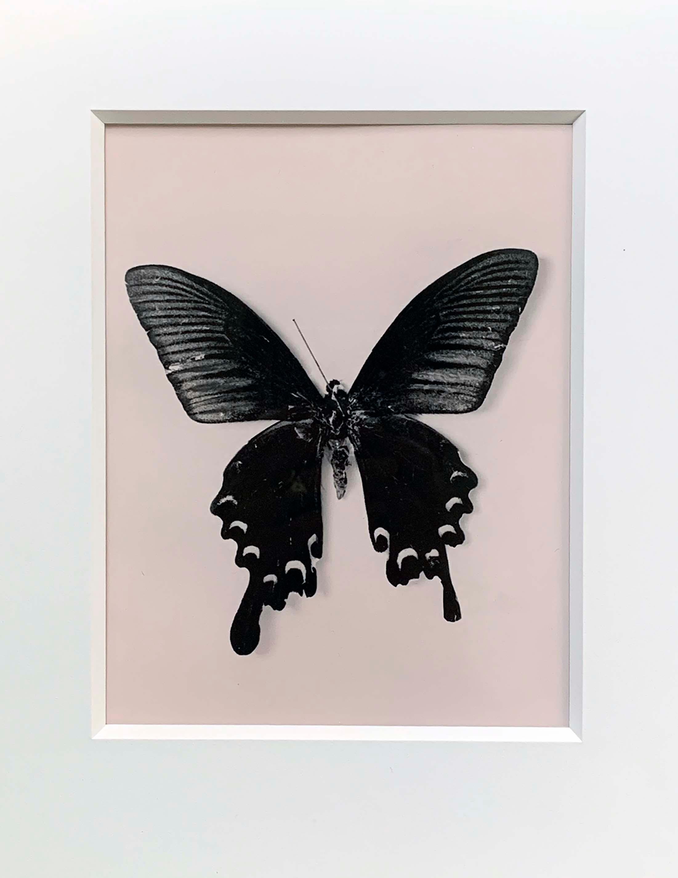 Flutter, Contemporary schwarz-weiß Foto, Schmetterlinge, sehr selten, Stillleben – Photograph von Osheen Harruthoonyan