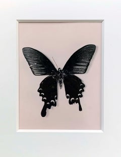 Flutter, Contemporary black and white photo, butterflies, very rare, still life