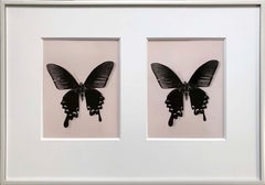 Flutter, Contemporary black and white photo, butterflies, taxidermy, still life