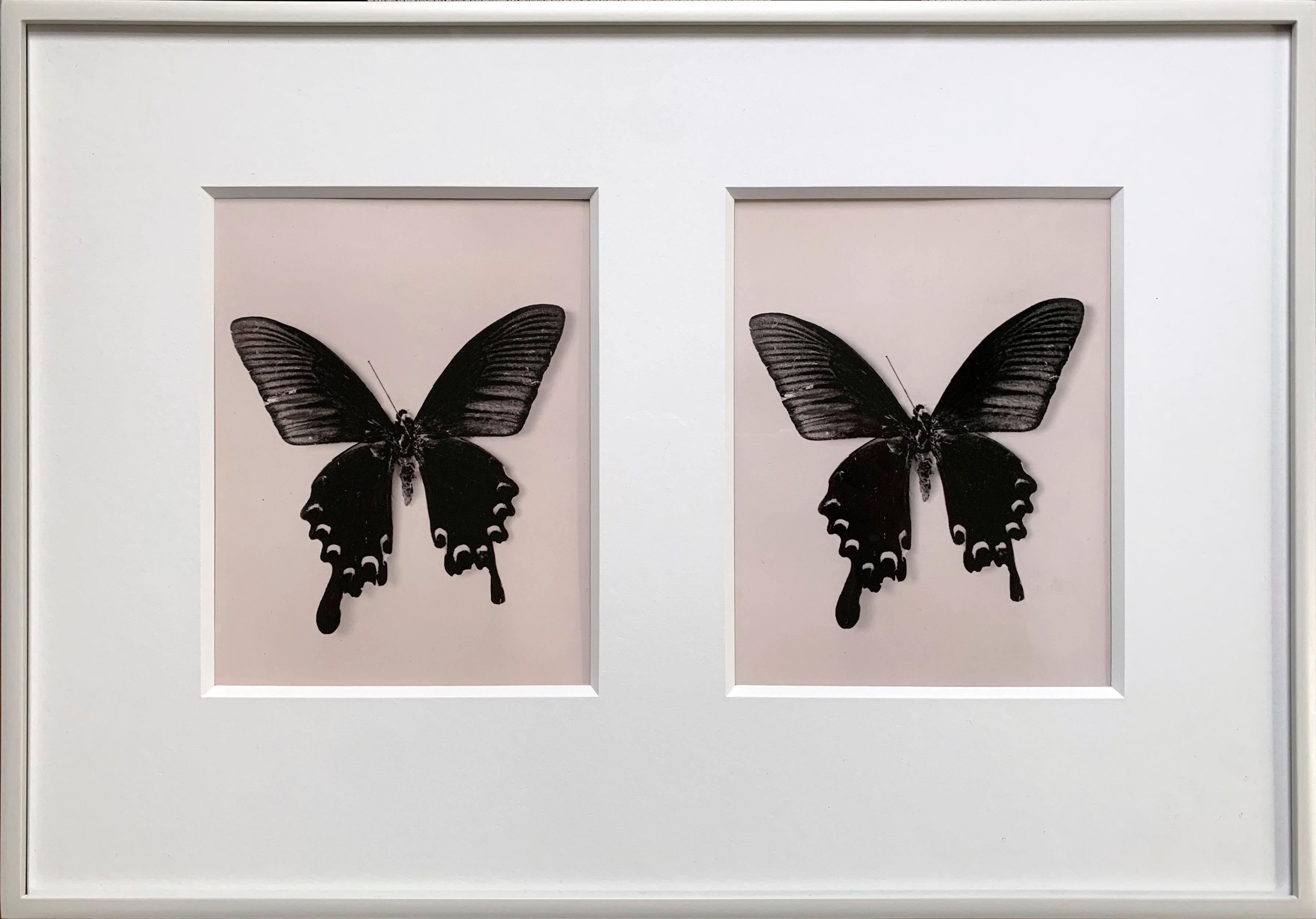 Flutter, photo contemporaine en noir et blanc, papillons, très rare, nature morte