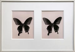 Flutter, Contemporary black and white photo, butterflies, very rare, still life