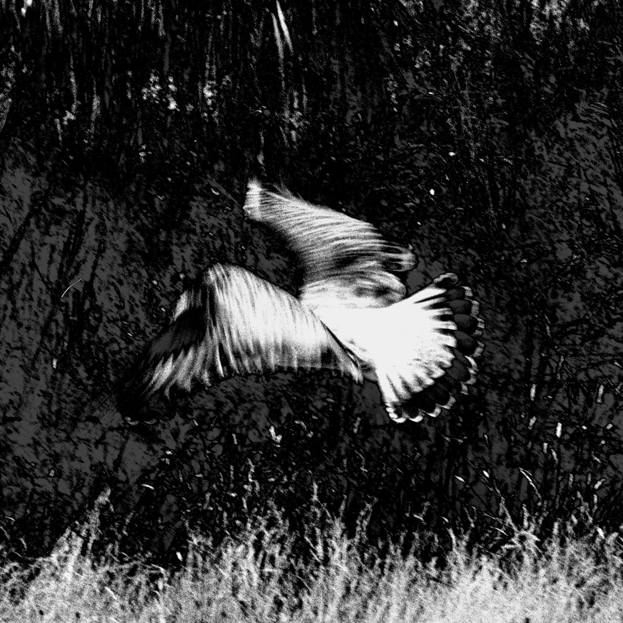 Moments Between Moments, Abstract landscape photograph, bird mid flight - Photograph by Osheen Harruthoonyan