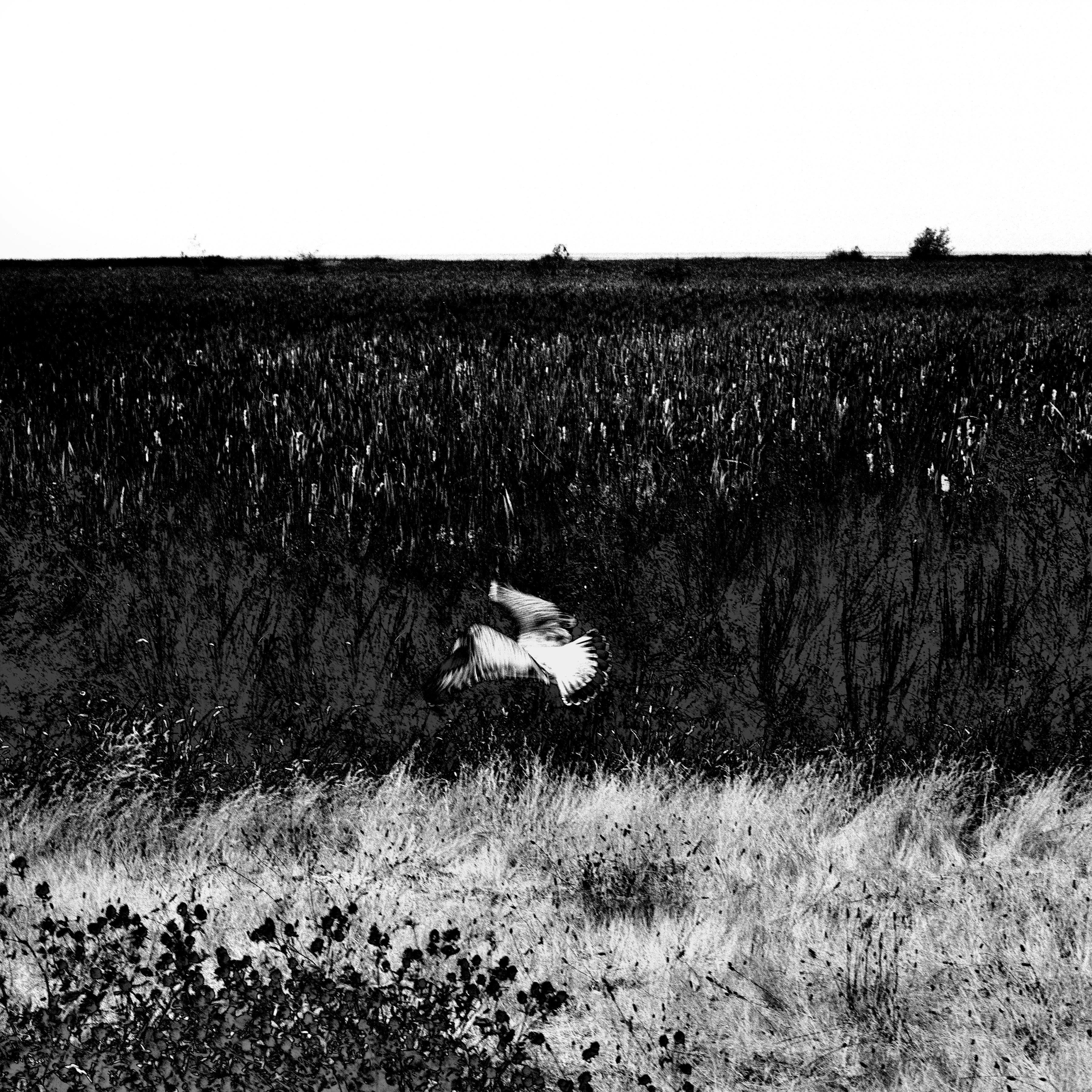 Osheen Harruthoonyan Landscape Photograph - Moments Between Moments, Abstract landscape photograph, bird mid flight