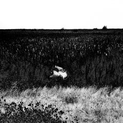 Moments Between Moments, Abstract landscape photograph, bird mid flight