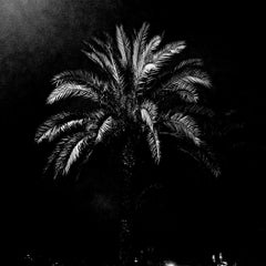 Night Palm, Barcelona, Silver gelatin of palm trees, landscape photo at night