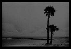 Night Palms, South Carolina, silhouette palms trees, beach, waves, ocean