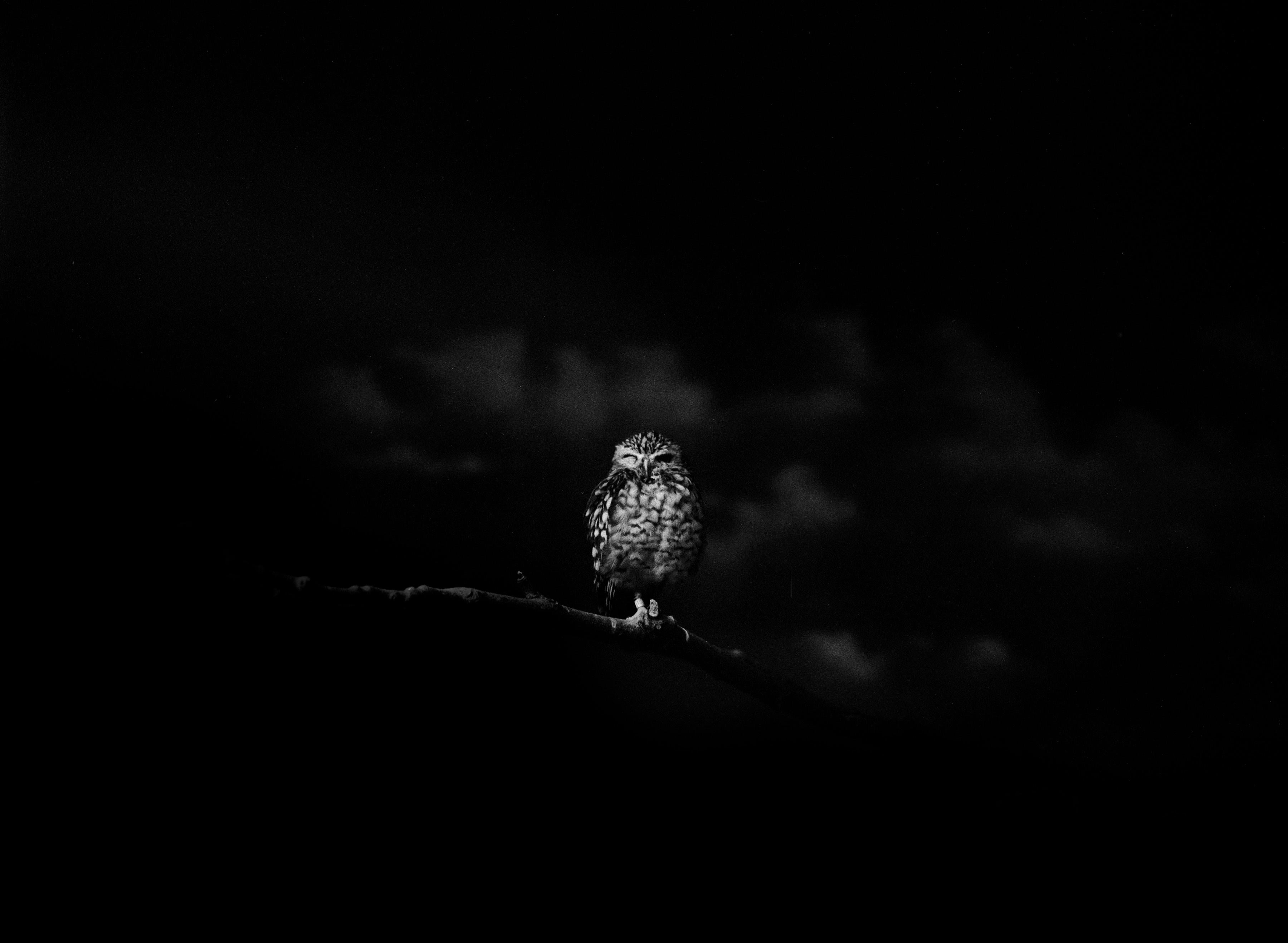 Nocturnal Animal, Contemporary black and white photo of owl, bird of prey