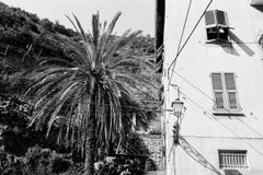 Palm Tree, Manarola, Cinque Terre - Contemporary black and white photo, Italy