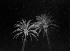 Palm Trees, Evening storm, black and white contemporary photo, tropical, rare