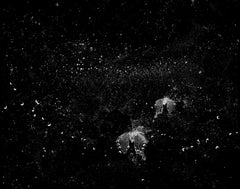 Radiant Meteor Shower, butterflies, space, contemporary black and white, stars