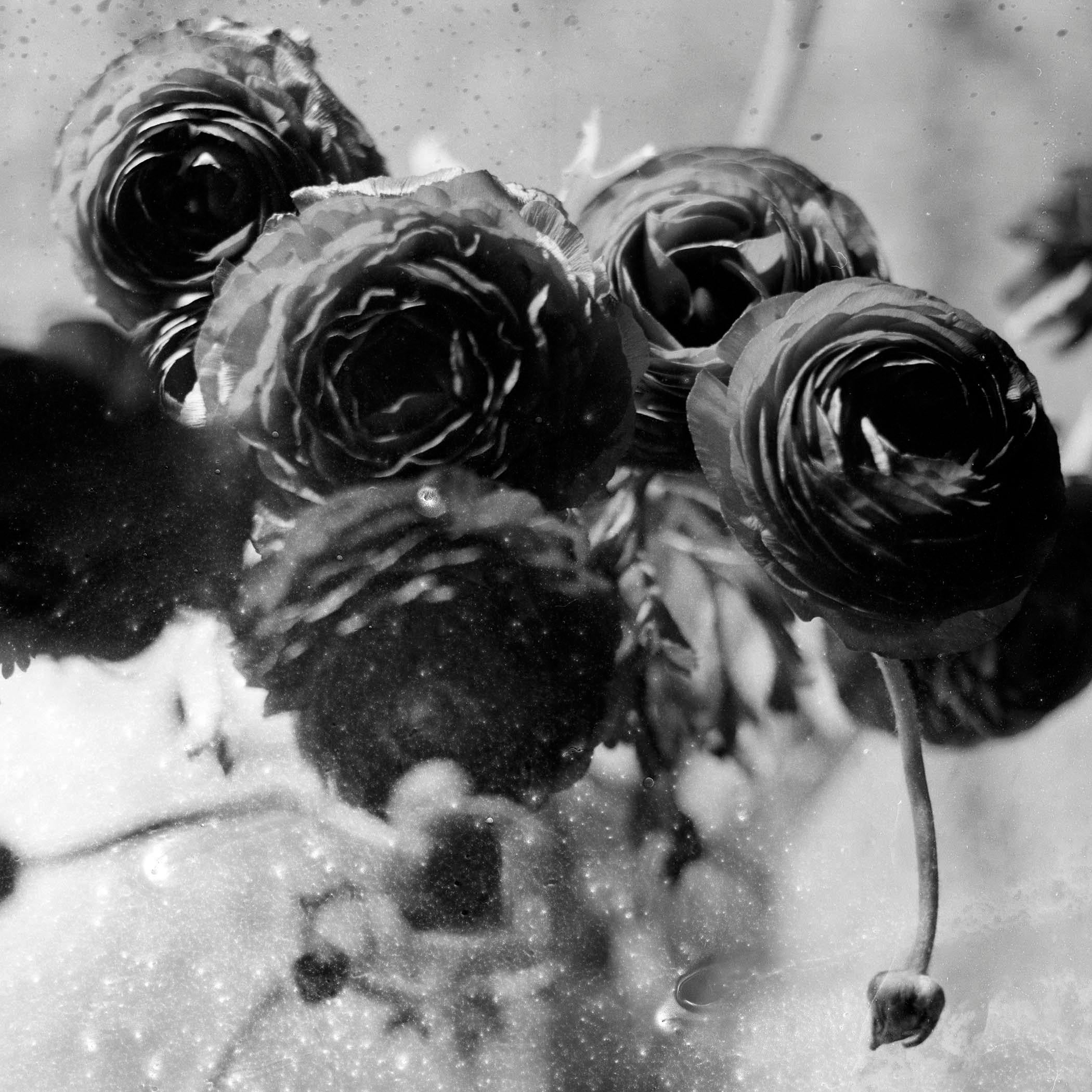 Ranunculus, Still life black and white photo of flowers, silver gelatin print - Photograph by Osheen Harruthoonyan