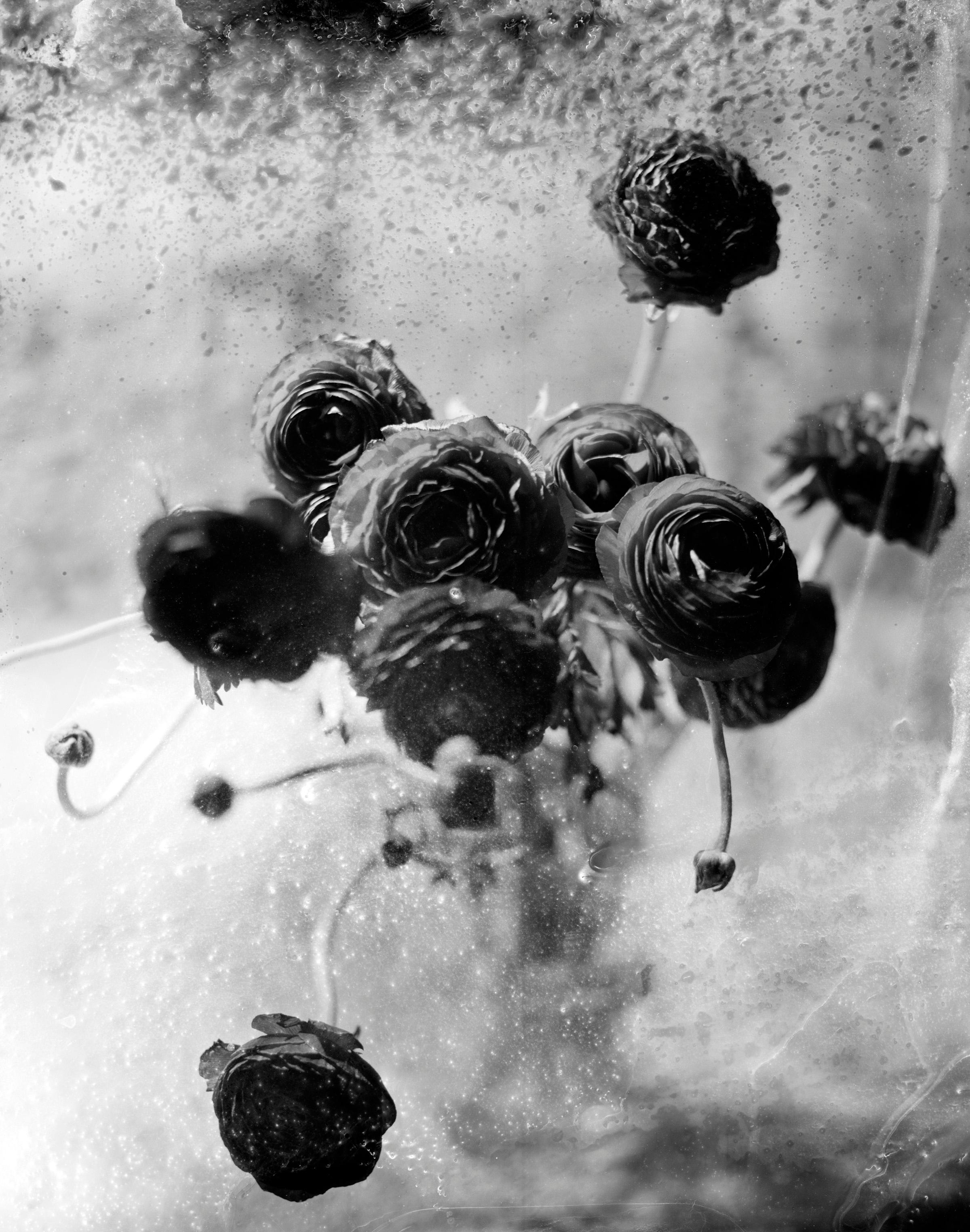 Ranunculus, Still life black and white photo, flowers, silver gelatin, rare
