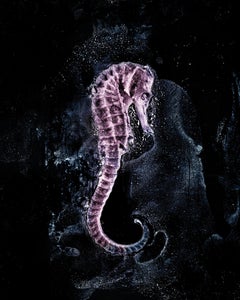 Sleep, contemporary abstract photograph, seahorse, underwater, color photo