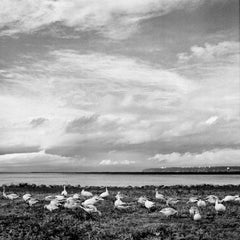 Snow Geese, Contemporary landscape nature photograph, Vancouver, BC birds, river