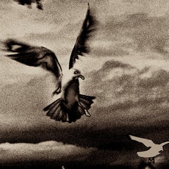 Solarized Flock, black and white wildlife nature photo of birds, silver gelatin