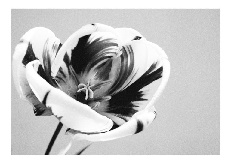 Osheen Harruthoonyan Summer Tulip, contemporary black and white