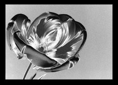 Summer Tulip (solarized), contemporary black and white photo still life, flower