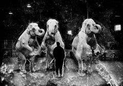 The Conductor, Abstract surreal contemporary black and white photo, elephants, 