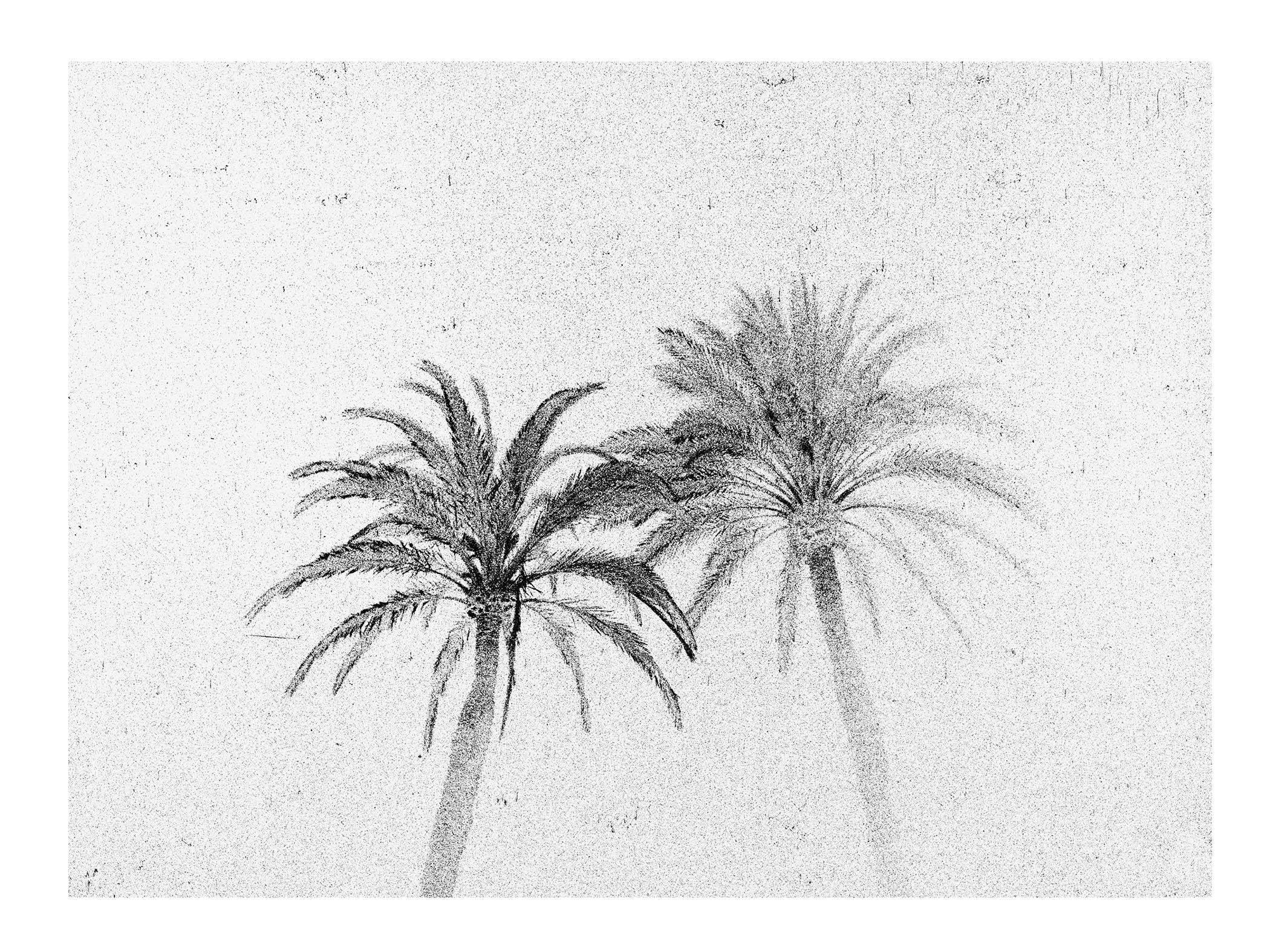 Trois palmiers - Photo noir et blanc, triptyque gélatino-argentique, palmiers, nature - Photograph de Osheen Harruthoonyan