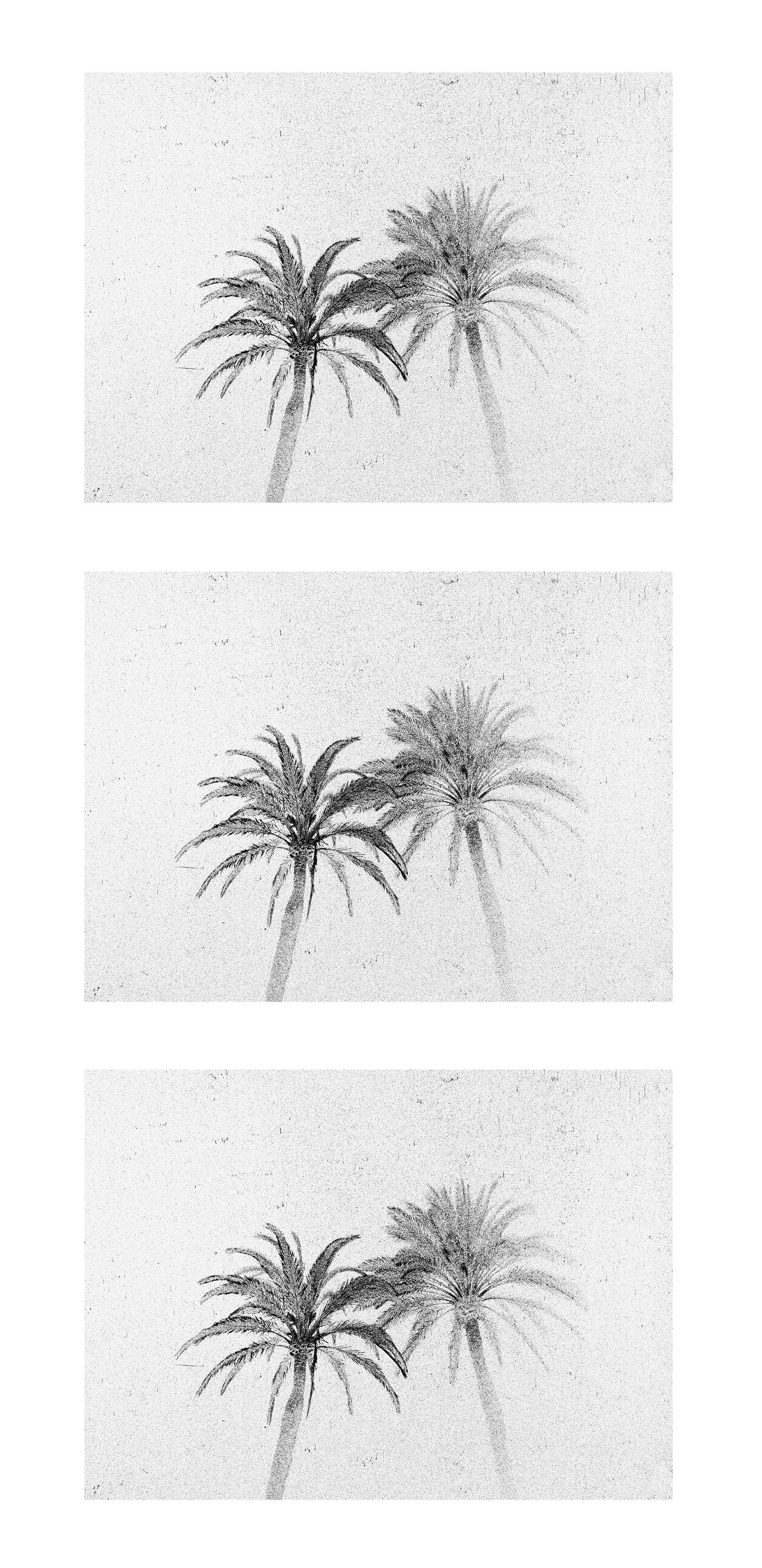 Osheen Harruthoonyan Landscape Photograph - Three Palms-Black and white photo, gelatin silver triptych, palm trees, nature