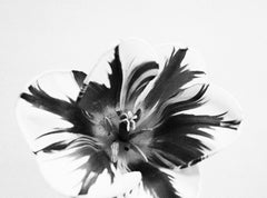 Triumph Tulip, still life, contemporary photo, floral, botanical, flower art