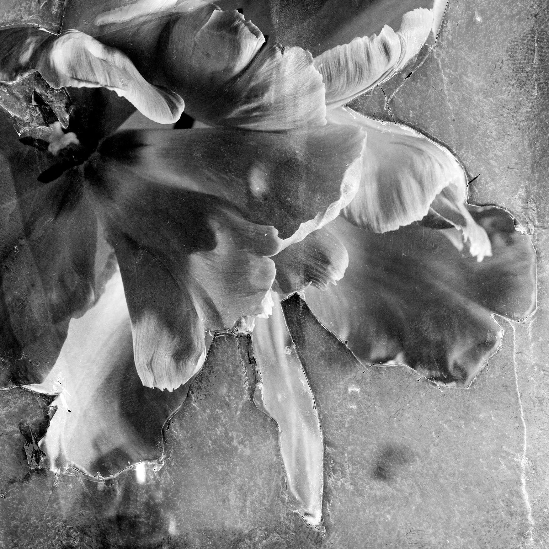 black and white still life photos