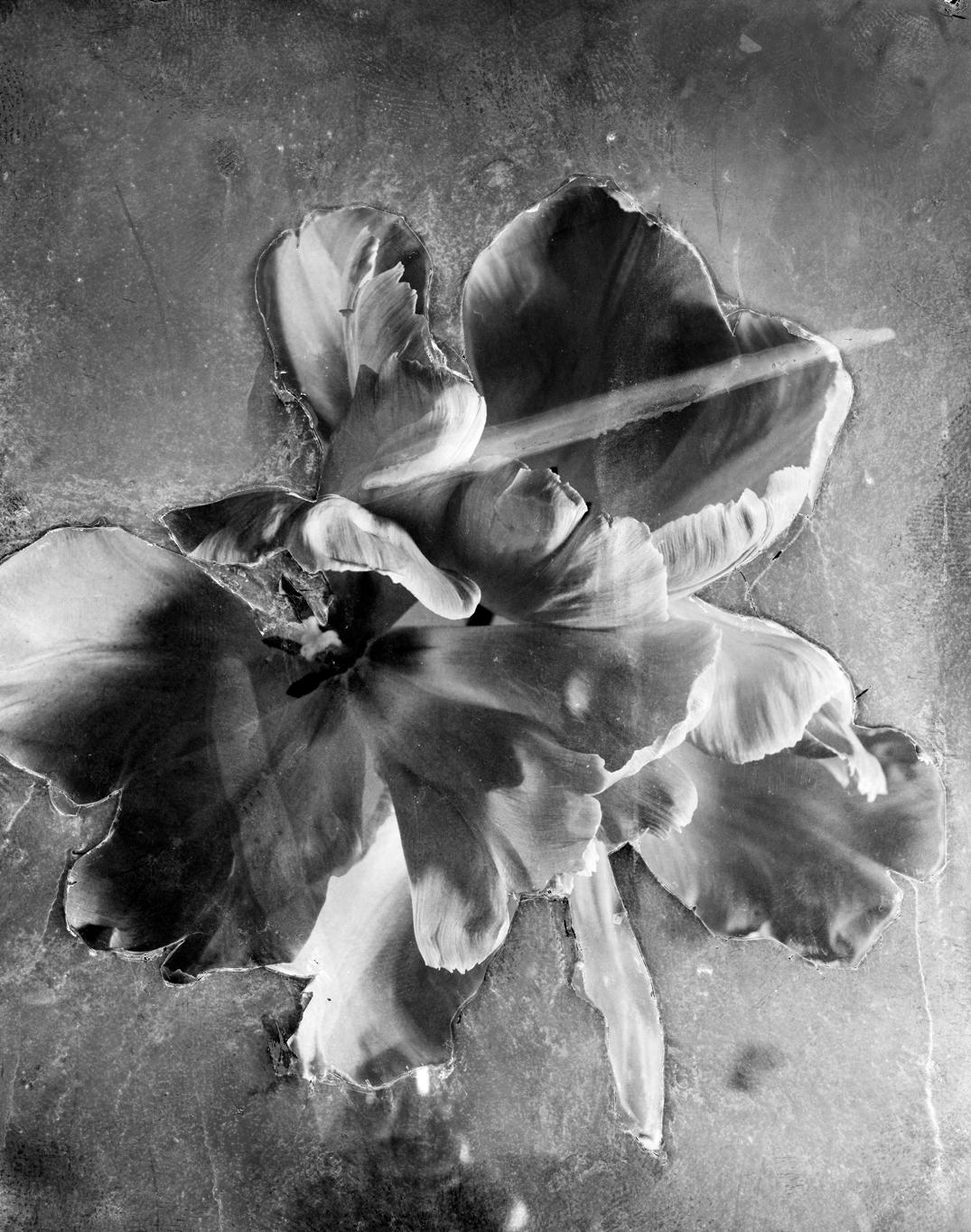 Osheen Harruthoonyan Still-Life Photograph - Tulip II - Abstract contemporary black and white photo, still life, flowers