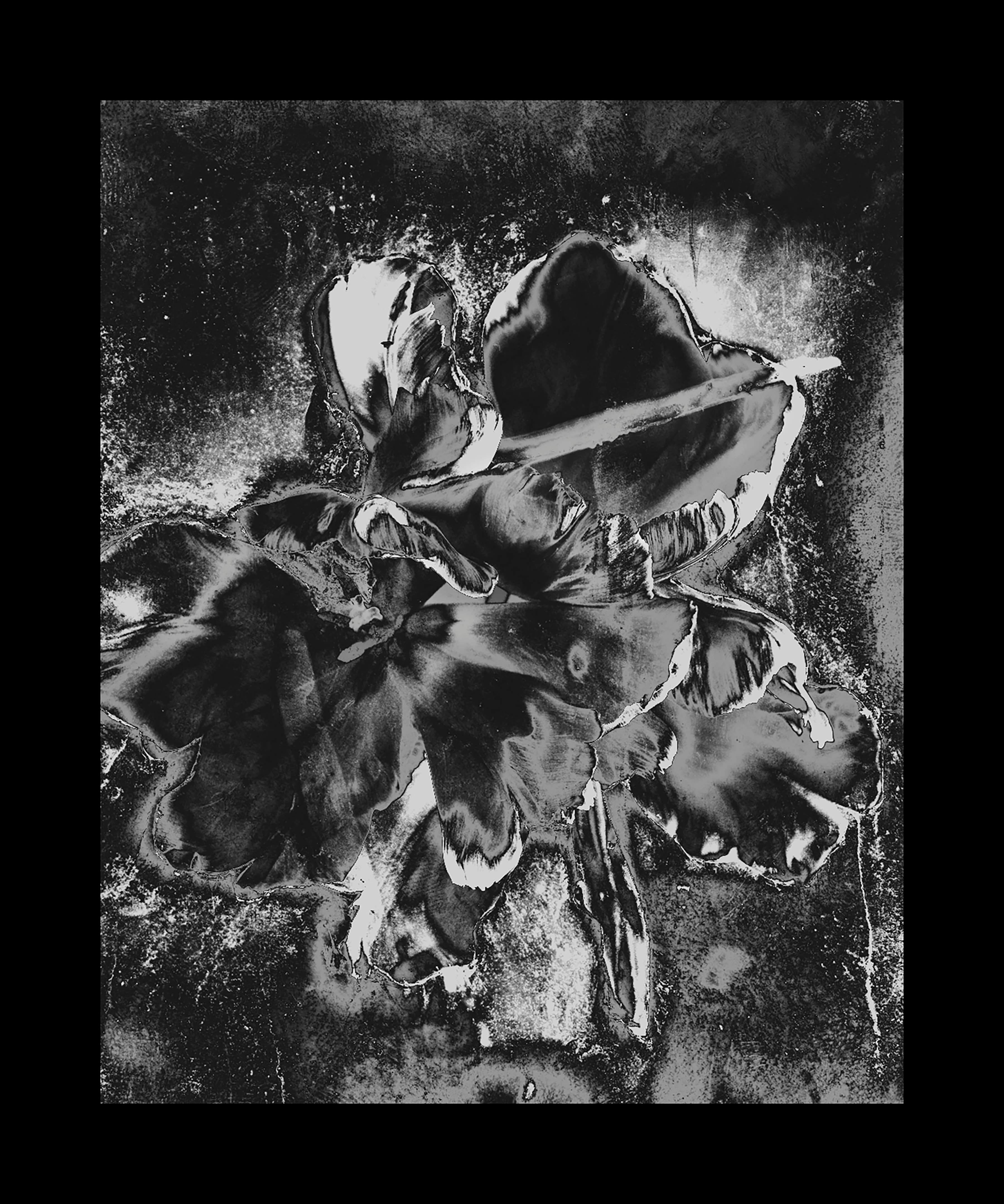 Osheen Harruthoonyan - Tulip II (Solarized)-Abstract still life photo ...
