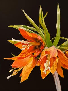 Fritillaria