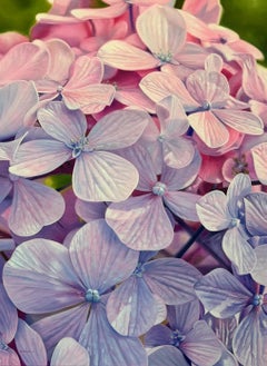 Hydrangeas