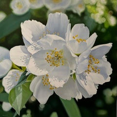 Jasmine