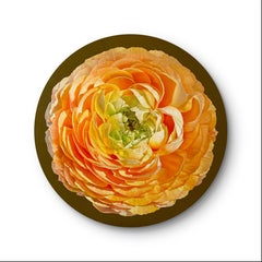 Orange Ranunculus