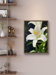 White Lily