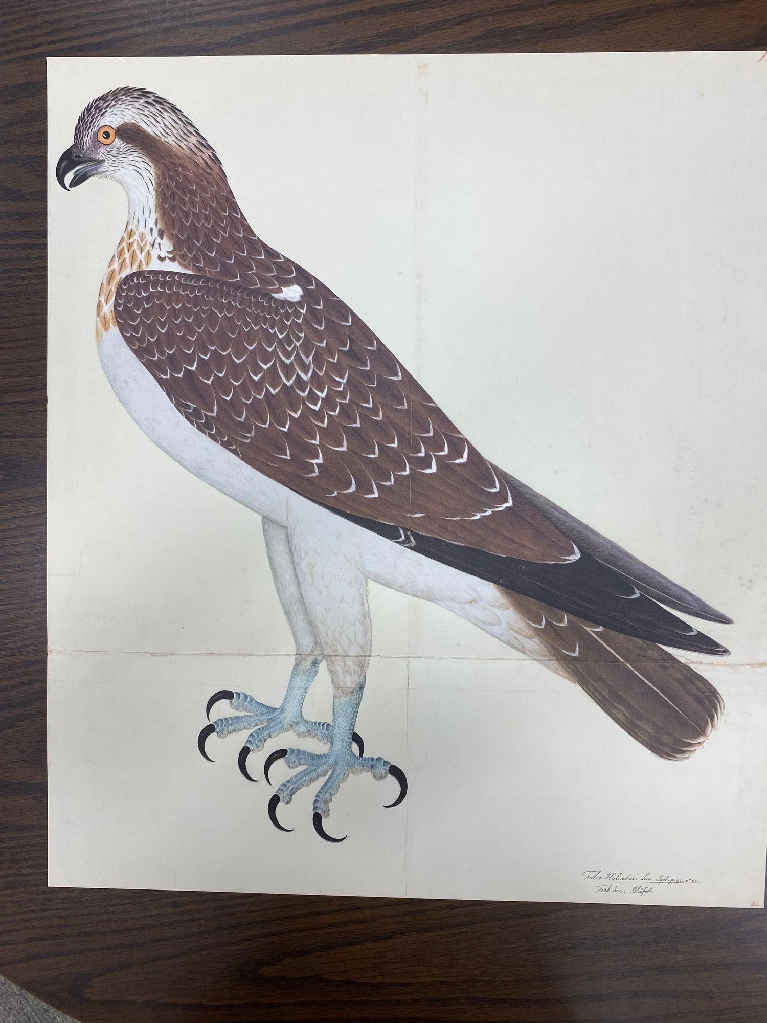 Other Osprey Reprint from 