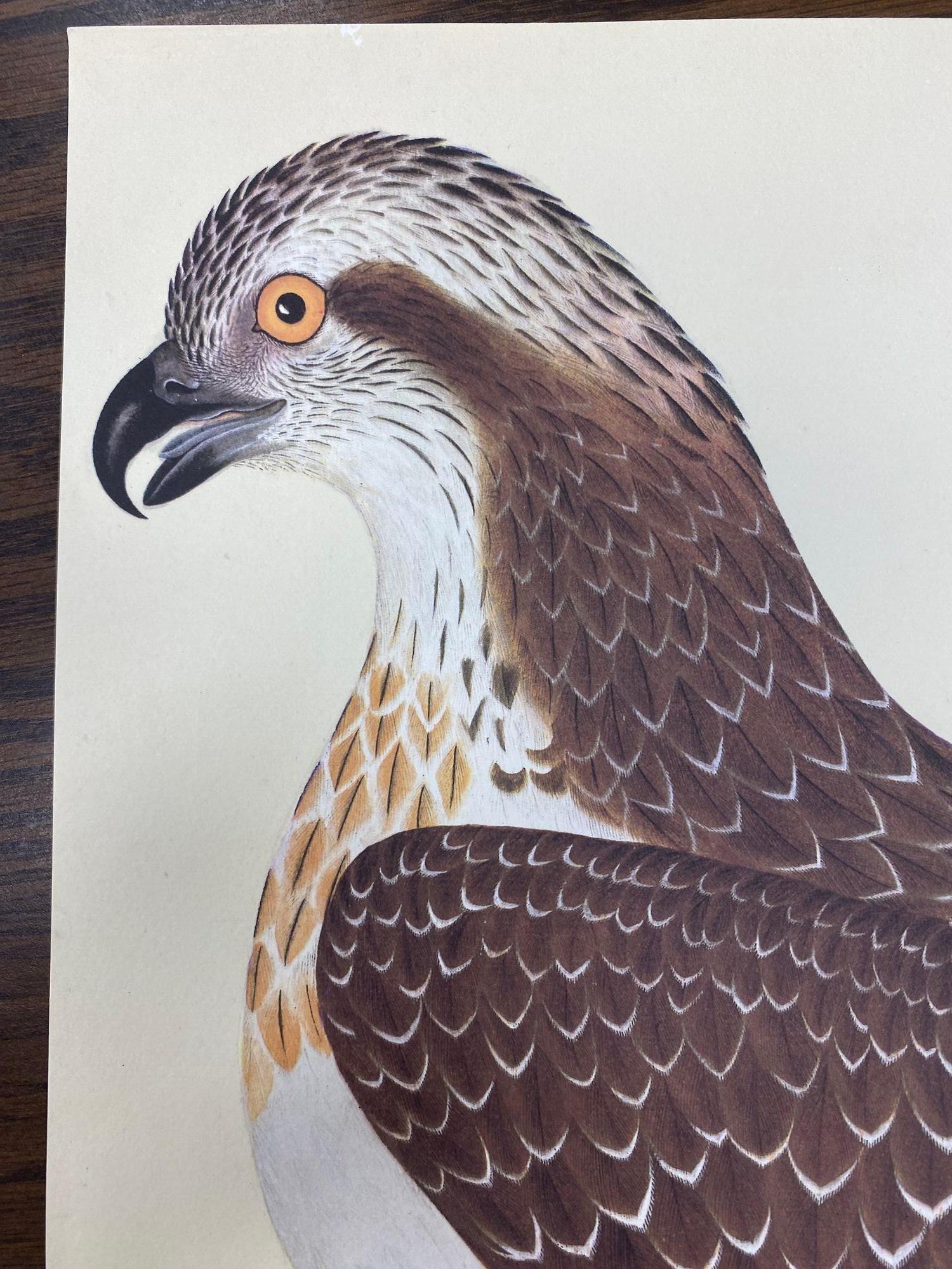 Osprey Reprint from 