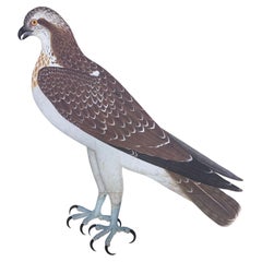 Osprey Reprint from "The Great Bird Book" by Olof Rudbeck the Younger