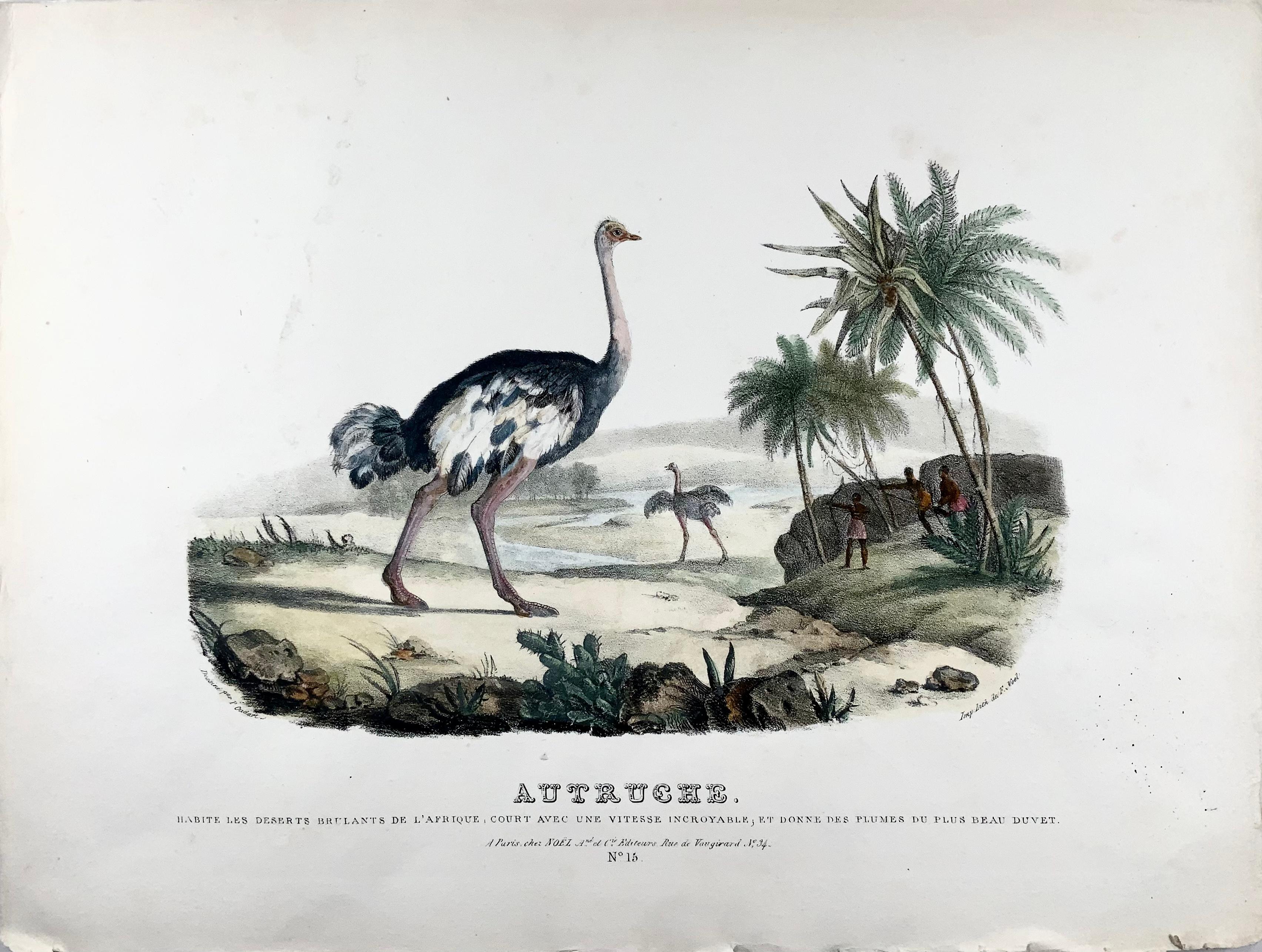 Autruche

Habits les deserts brulants de l'Afrique, court Alec use vitesse incroyable, et donne plumes du plus beau duvet.

Äußerst selten.

Ausgestellt in der Serie:

Histoire naturelle. Ensemble de 41 planches dessinées par Guerin et Lith.
