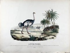 Ostrich, Oudart, Large Hand Coloured Stone Lithograph, Rare