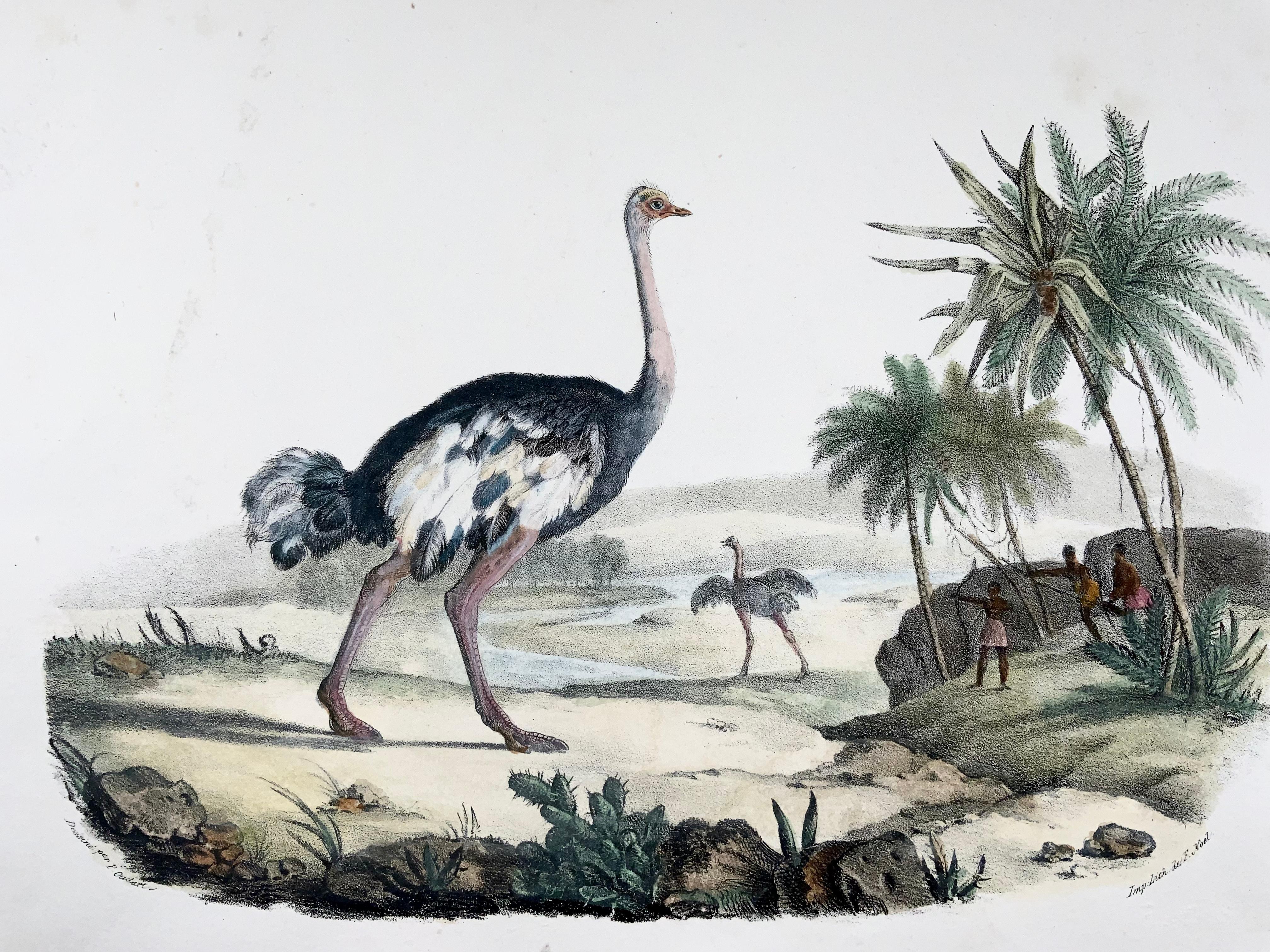 French Ostrich, Oudart, Large Hand Coloured Stone Lithograph, Rare For Sale