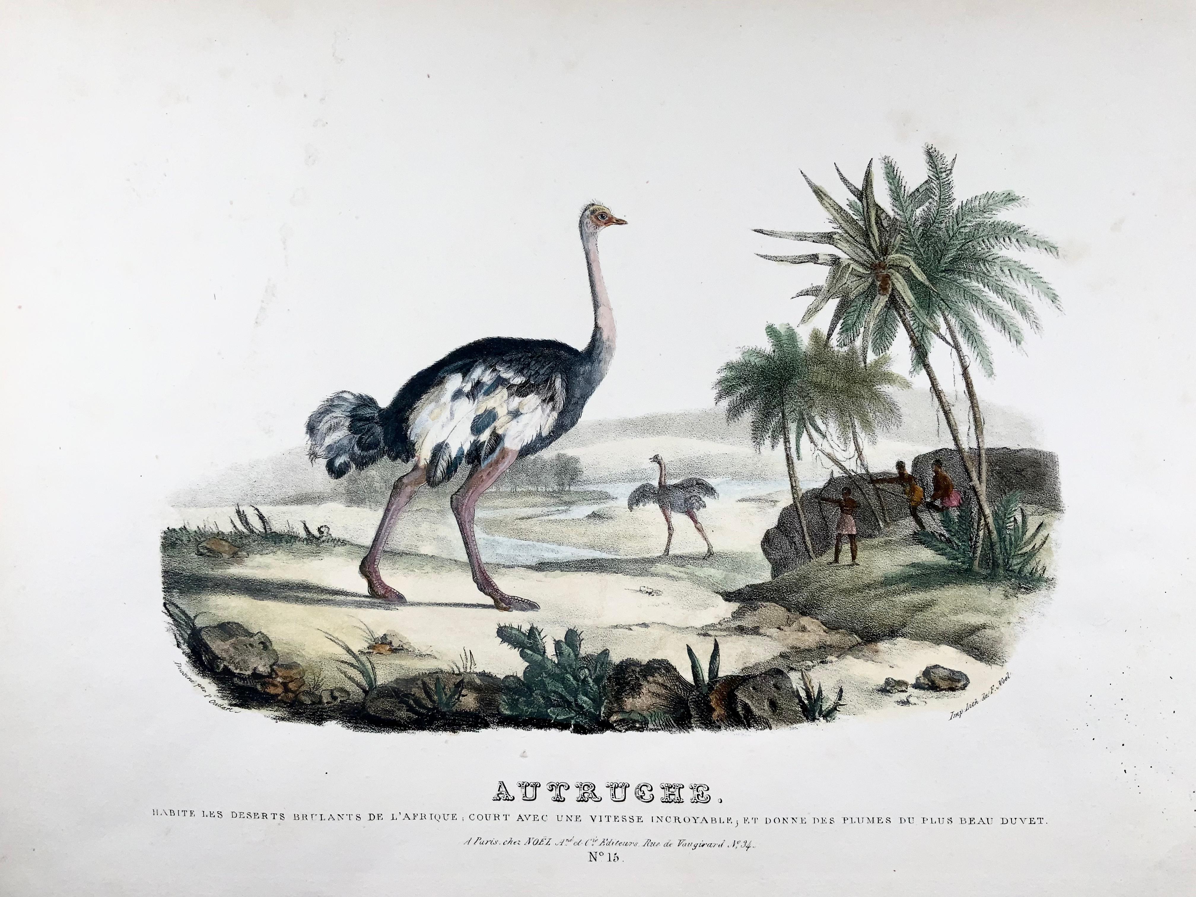Hand-Painted Ostrich, Oudart, Large Hand Coloured Stone Lithograph, Rare For Sale