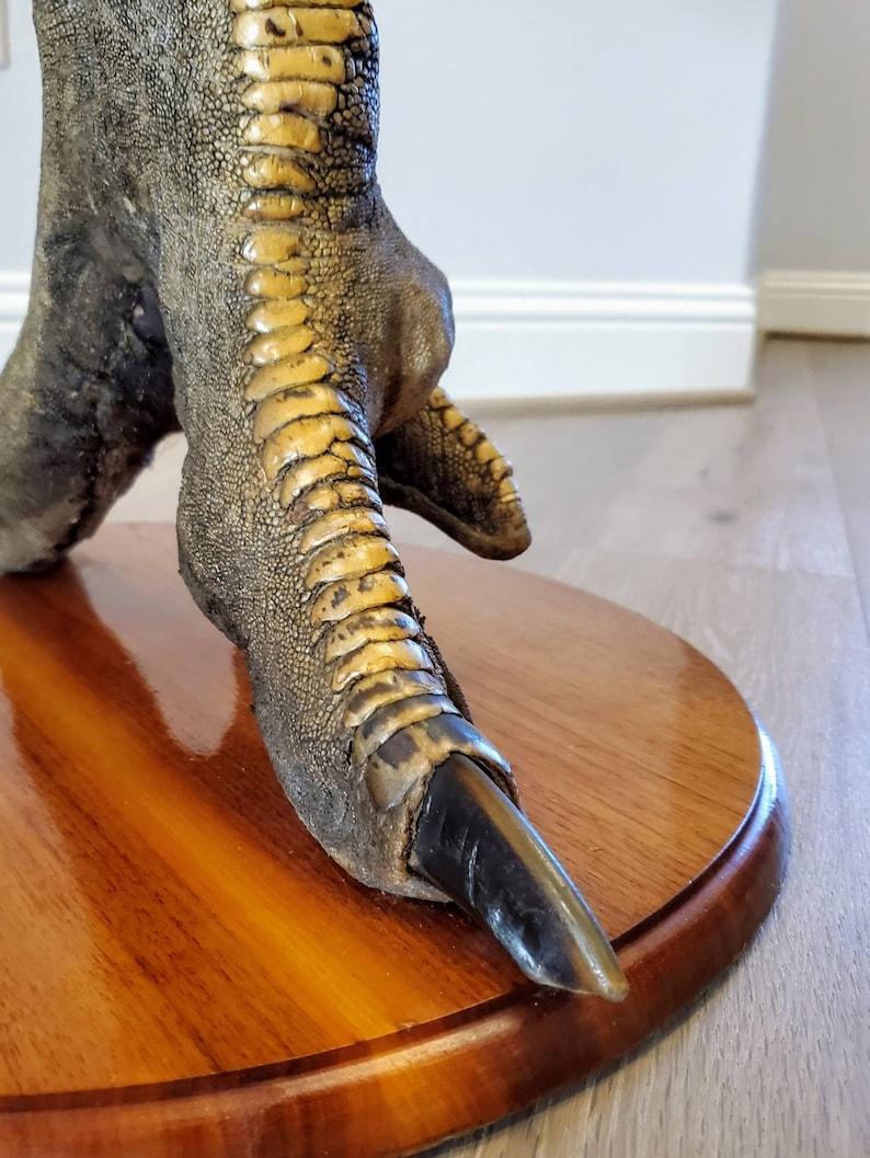 Ostrich Pedestal Side Table, Taxidermy In Good Condition For Sale In Forney, TX