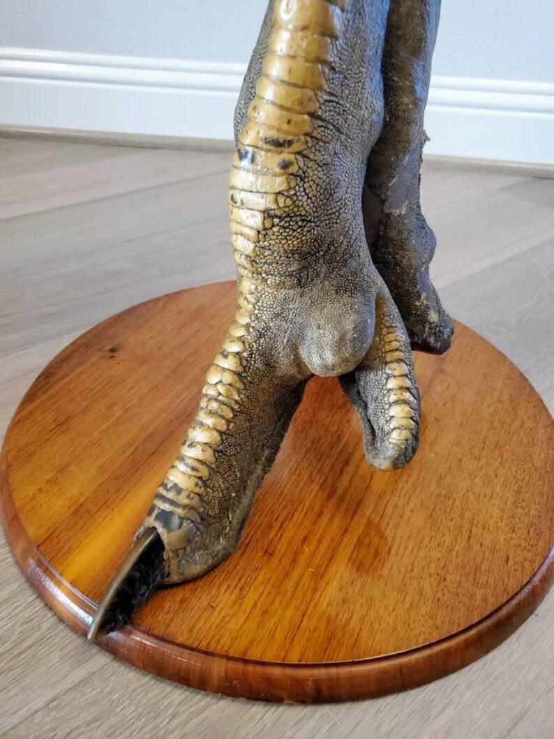 Contemporary Ostrich Pedestal Side Table, Taxidermy For Sale
