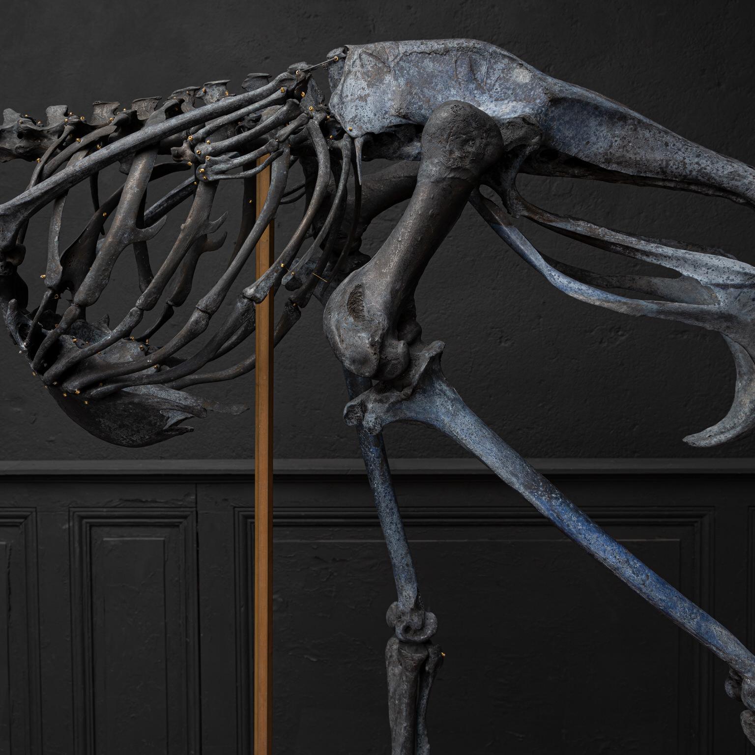 Acajou Skeleton en autruche de Darwin, Sinke Van Tongeren