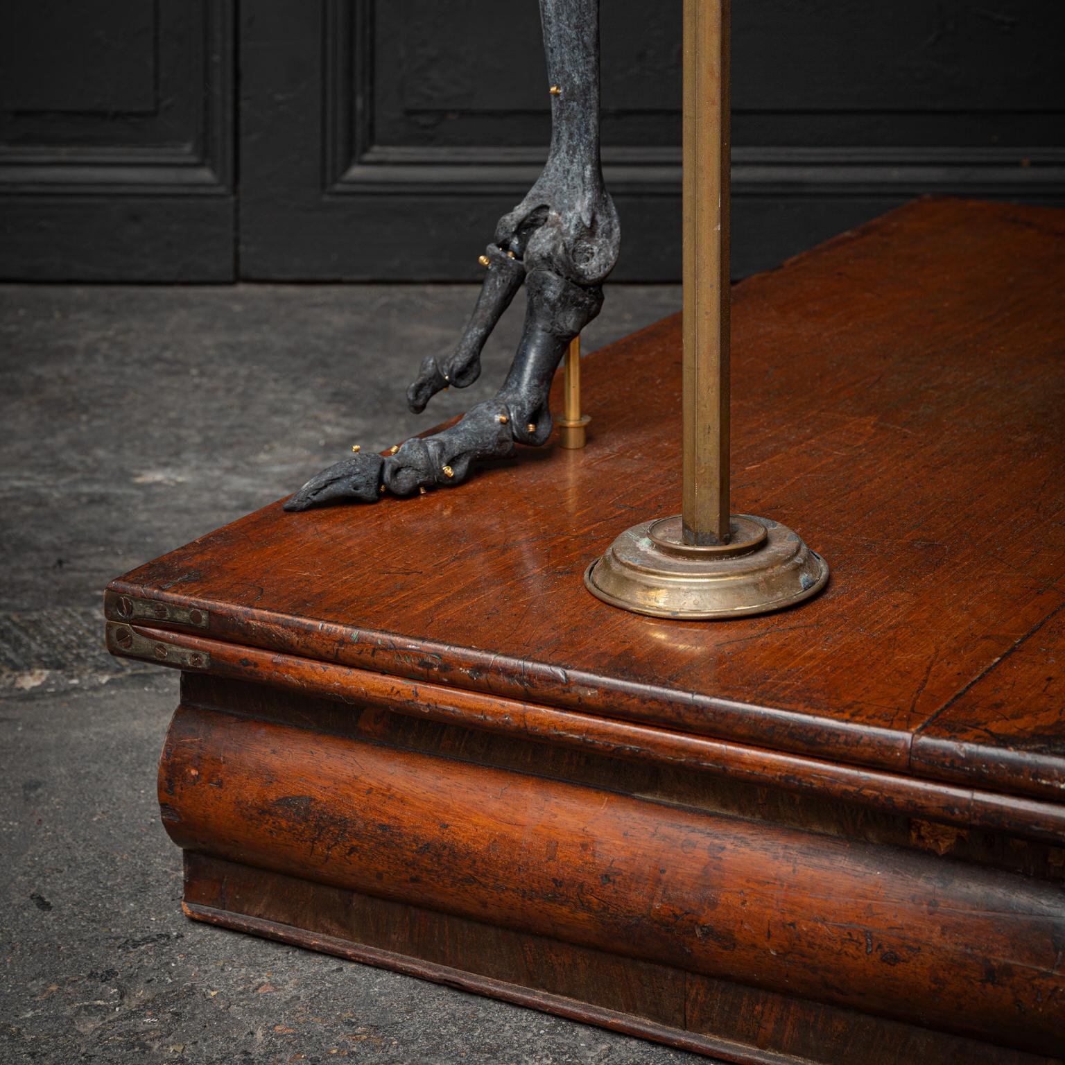 Skeleton en autruche de Darwin, Sinke Van Tongeren 3
