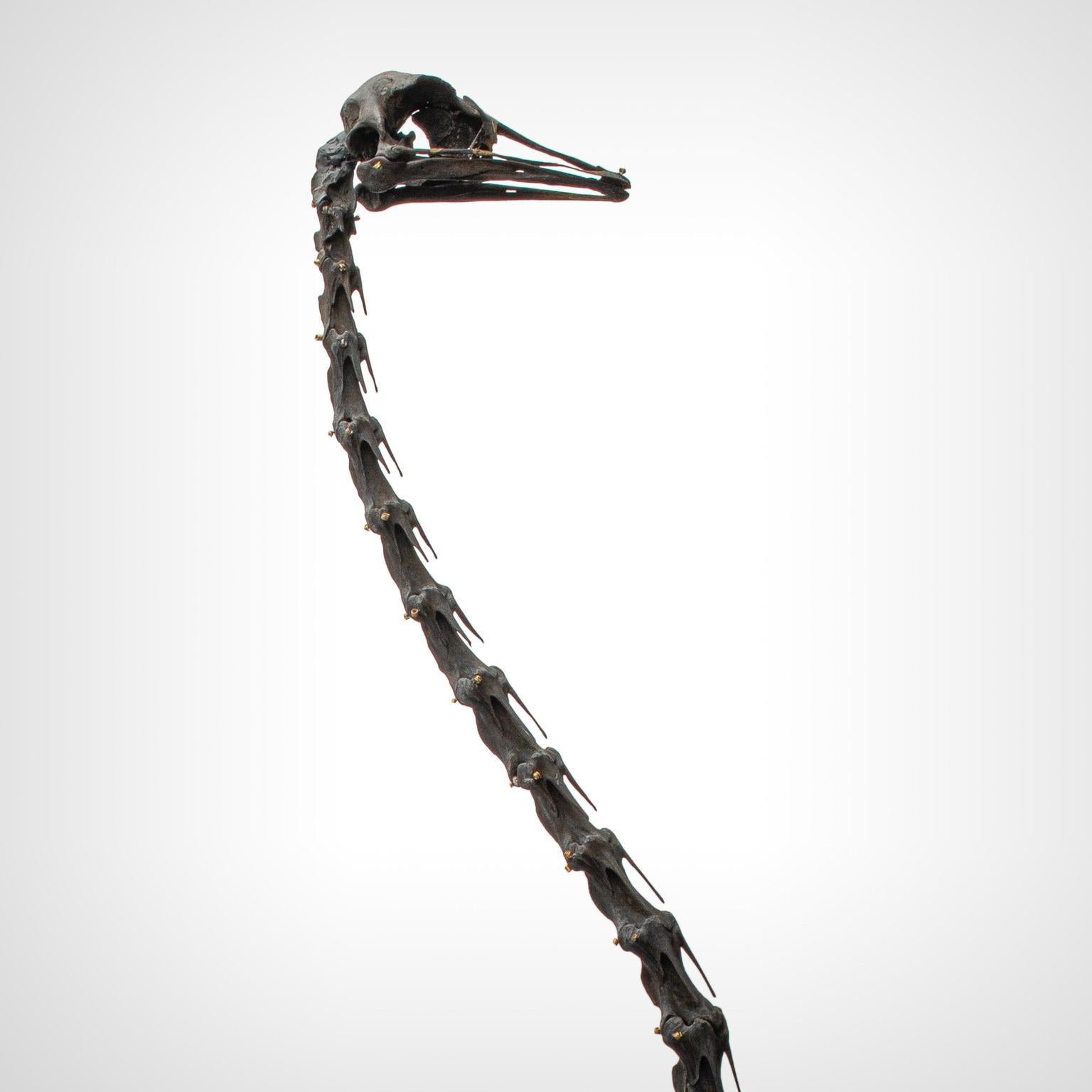 Skeleton en autruche de Darwin, Sinke Van Tongeren 6